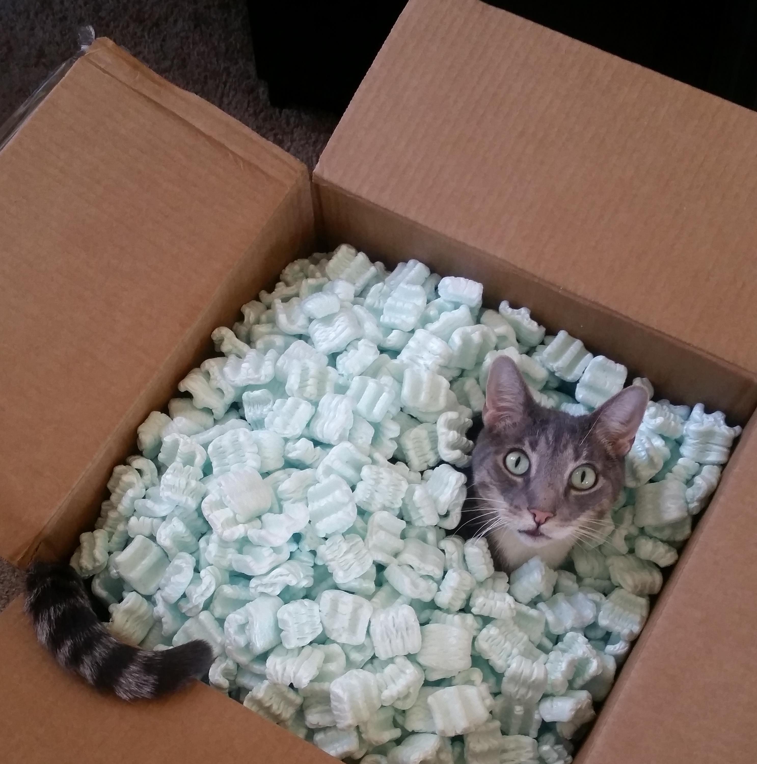 _kitteh_vs_packing_peanuts_BhN9GBY.jpg